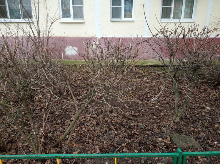 Как облагородить палисадник перед домом?