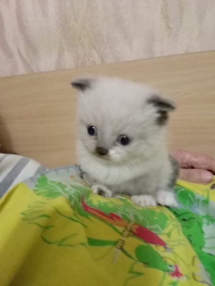 Барнаул, надо кому-нить кота?