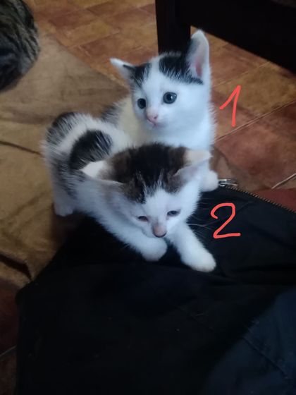 пол котят
