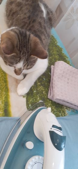 Удивляюсь новой кошке Ни